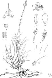 Image result for Jodrellia