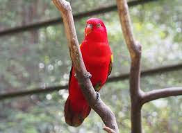 Namun, burung ini jarang dijadikan burung. 7 Jenis Burung Peliharaan Yang Mudah Dipelihara Tokopedia Blog