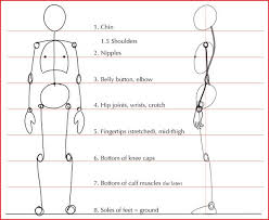 See human back anatomy stock video clips. Human Anatomy Fundamentals Basic Body Proportions