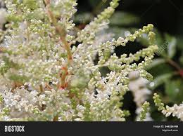 When astilbe is done with blooming and the flower stalks begin to dry up, do. Closeup White Astilbe Image Photo Free Trial Bigstock