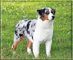 Pin On Miniature American Shepherd Breeders