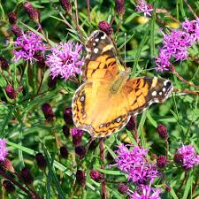 Image result for Vernonia sutherlandii