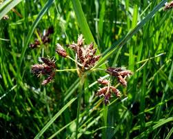 Image result for Bolboschoenus glaucus