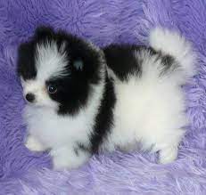 Pomeranian Puppies For Free Joyful Pomeranian Puppies For Adoption Free Albuquerque Pets F Cute Little Animals Pomeranian Puppies For Free Puppy Adoption
