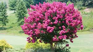 The multitrunked trees grow in usda zones 4 to 9, reaching up to 15 feet in the ground, but usually half this size in a pot. The Best Small Trees For Every Type Of Small Yard And Garden Sunset Sunset Magazine