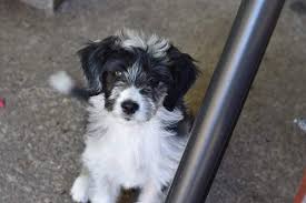 We did not find results for: 63 Border Collie X Poodle Puppies For Sale L2sanpiero