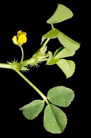 Image result for Medicago polymorpha