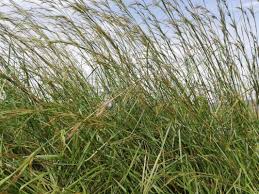 Image result for Hyparrhenia