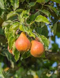 Die erntezeit der birnen liegt zwischen august und september. Bereits Farbigen Birnen Reif Fur Die Kommissionierung Am Baum Hangen In Einem Obstgarten Lizenzfreie Fotos Bilder Und Stock Fotografie Image 22663018