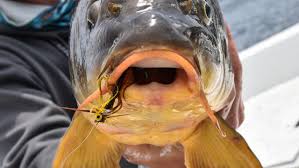 Presentation is the key to trout fishing so even the best bait won't catch trout if not presented to his liking and at the right time. Best Baits For Eater Catfish Meateater Fishing