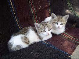 Three little kittens lea and pop 2020. Free Photo Little Kittens Animal Cat Friend Free Download Jooinn