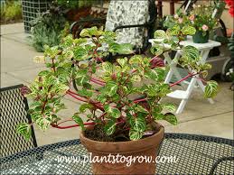 Image result for Iresine