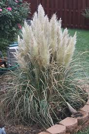 Pampas grass has made its way onto the invasive weed list in california and texas, and been completely banned in new zealand and hawaii due to its ability to thrive and take over an area. Dwarf Pampas Grass Glover Nursery