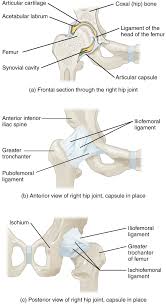 Short bones flat bones sutural bones irregular bones long bones sesamoid bones. Drag The Labels To Identify The Structures Of A Long Bone Solved Cou Chegg Com Otvet Dan Proverennyj Ekspertom Lucretiay Nozzle