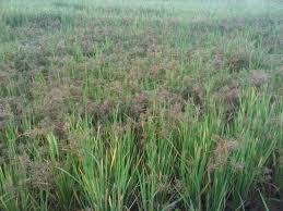 Image result for Pycreus africanus