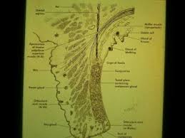 Goz Anatomisi Prof Dr Sengul Ozdek