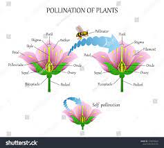 Pollinating Plants With Insects And Self Pollination Flower Anatomy Education Diagram Botanical Biology Banner Vect Flower Anatomy Plant Insects Pollination