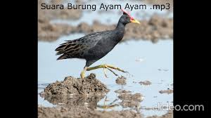 Suara burung sintar mata merah mp3 & mp4. Suara Burung Sintar Merah Tikusan Merah Mp3 Youtube