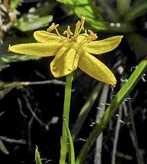 Image result for Hypoxis nyasica