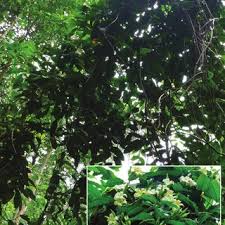 Image result for Marsdenia sylvestris