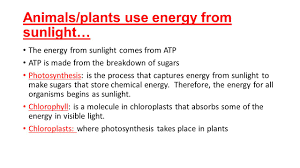 This is conceptually sound biochemistry as far as it goes. Chapter 4 Cells And Energy Ppt Download