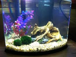 Beautiful Marimo Moss Balls In 5 Gallon Tank Rate My Fish Tank Betta Fish Tank Fresh Water Fish Tank Cool Fish
