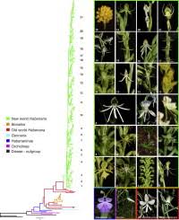 Image result for Disa ochrostachya