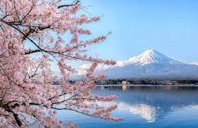 For example, did you know that the first time japan tried to send cherry blossoms to the u.s. Where To See Beautiful Cherry Blossoms Around The World Slideshow The Active Times