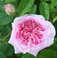 Pin Auf Roses