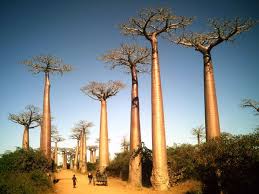 Can you add baobab powder to smoothies? Madagascar Baobab Tree Tree Ecotourism