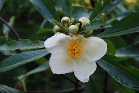 Image result for Limosella grandiflora