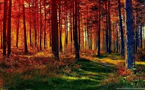 Check spelling or type a new query. 7 Fall Forest Nature Path Hd Wallpapers 1596 Forest Path Hd Desktop Background