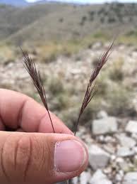 Image result for Aristida pilgeri