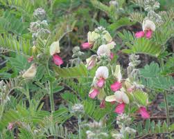 Image result for Tephrosia lurida