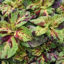 Image result for Coleus melleri