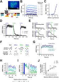 Rods and cones have four primary structural/functional regions: Using A Bistable Animal Opsin For Switchable And Scalable Optogenetic Inhibition Of Neurons Biorxiv