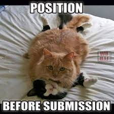 Position Before Submission Martialarts Humour Www Quantummartialarts Com Au Funny Animals Crazy Cats Cats