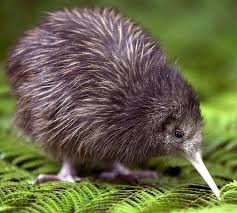 Disney schönheit und das tier belle creme baumwolle quilten stoff 1/2 yard. Kiwi Or Kiwis Are Flightless Birds Native To New Zealand In The Genus Apteryx And Family Apterygidae Wikipedia Scienti Ausgestopftes Tier Lustige Tiere Tiere