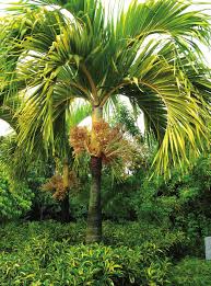 Image result for Eremospatha haullevilleana