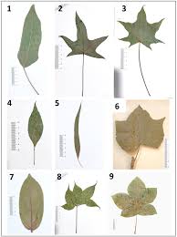 Image result for Malvaceae: Byttnerioideae, Helicteroideae