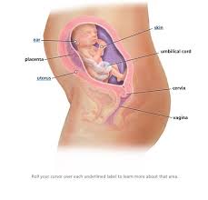 Pin On What My Baby Looks Like This Week