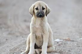 Die maskeist schwarz, auch die ohren sollten schwarz sein. Kangal Steckbrief Hundehaftpflicht Check24