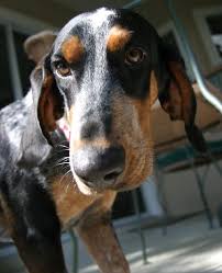 A bluetick coat is a thickly mottled dark blue with black spots on the back, ears and sides. Paisley The Basset Blue Tick S Web Page