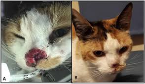 Today, the latest treatments for feline how does your vet stage a tumor? Electrochemotherapy In The Treatment Of Neoplasms In Dogs And Cats
