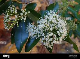 Image result for Nuxia congesta