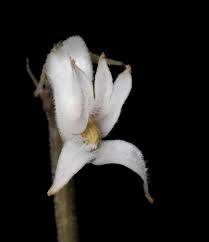 Image result for Cyphia mazoensis