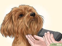 This is a very trendy cut for miniature poodles, and it isn't difficult to work. How To Groom Your Yorkie Poo 10 Steps With Pictures Wikihow
