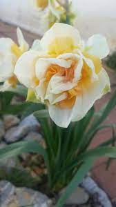 Flower Drift Daffodil Daffodils Flowers Outdoor Plants
