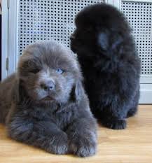 The newfie has a long and somewhat uncertain history. Newfoundland Dog Puppies For Sale Dallas Tx Newfoundland Dog Puppy Newfoundland Puppies Cute Dogs And Puppies