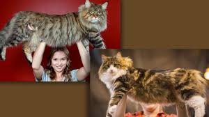 Norsk skogkatt or norsk skaukatt) is a breed of domestic cat originating in northern europe. The Battle Of The Big Cats Maine Coon Vs Norwegian Forest Howstuffworks